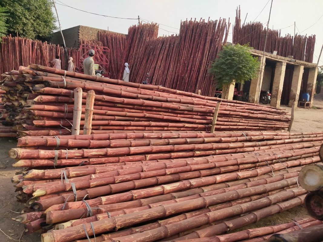 Bambu from Paquistão